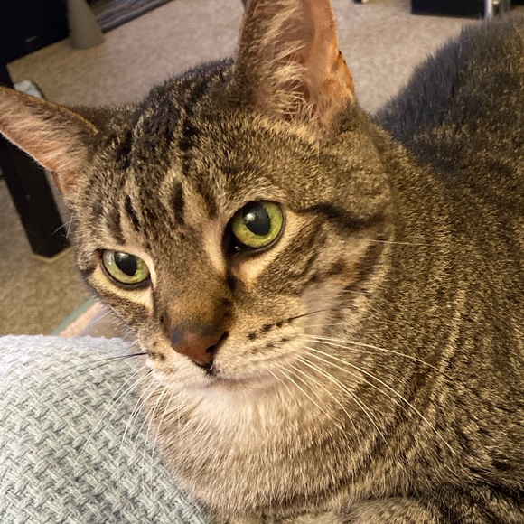 Meet your Posher, Jessica - Picture 2 of 3